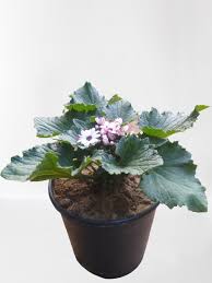 Cineraria Plant (Purple-White) – With Pot