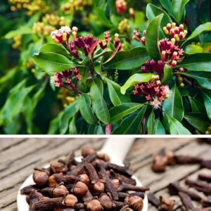 Clove Plant (Laung) Syzygium Aromaticum | Spice Plant with Pot