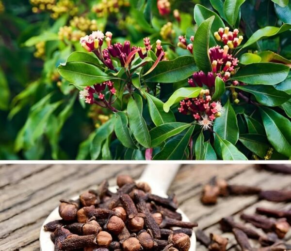 Clove Plant (Laung) Syzygium Aromaticum | Spice Plant with Pot