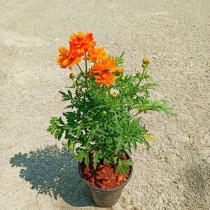 Cosmos (Orange) Flower Plant – with pot