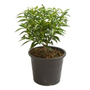 Crape Jasmine (Chandni) – Tagar / Nandi Vardhanam | Live Flowering Shrub with Pot