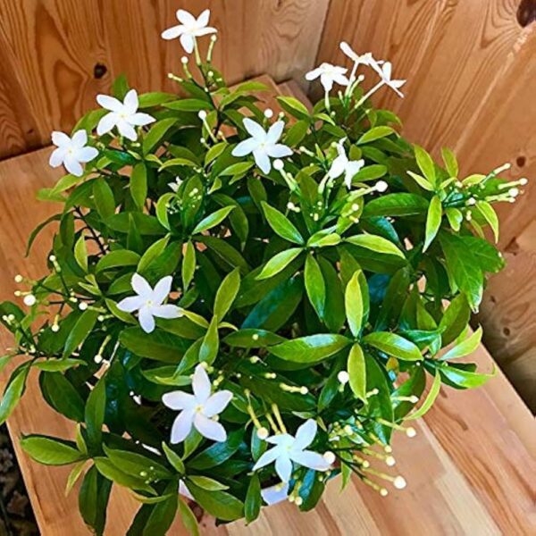 Crape Jasmine (Chandni) – Tagar / Nandi Vardhanam | Live Flowering Shrub with Pot - Image 2