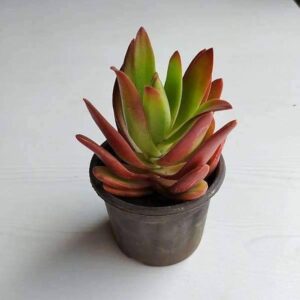Crassula Capitella, Crassula Campfire Succulent Plant With Pot