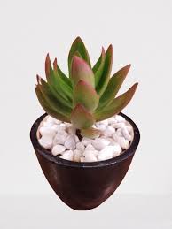 Crassula Capitella Succulent Plant With Ceramic Pot