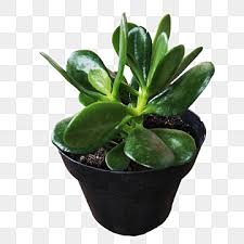 Crassula Ovata(Variegated) Plant – With Pot
