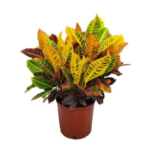 Croton Petra Plant(Yellow) with Pot
