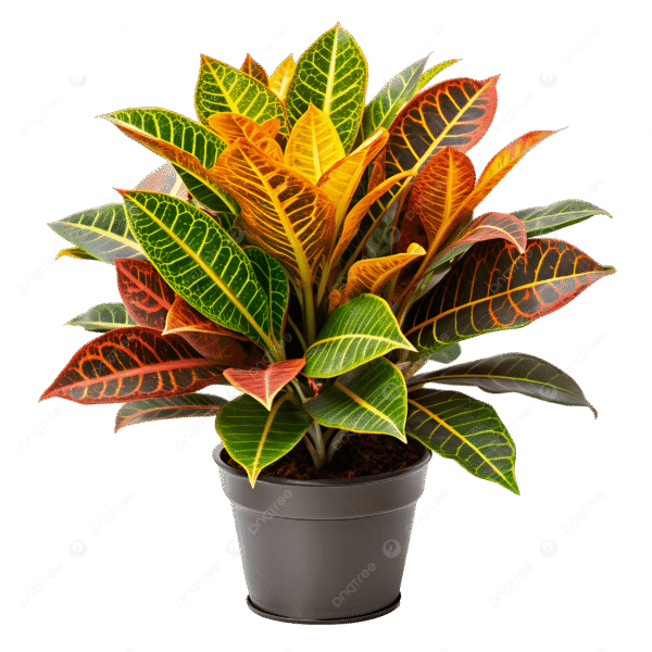 Croton Plant Variegatum with Pot - Image 2