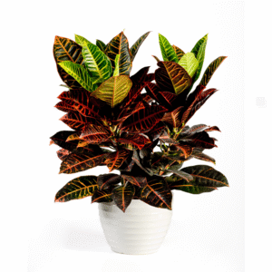 Croton Plant Variegatum with Pot