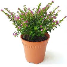 Cuphea Hyssopifolia (Lavender) Plant – With Pot