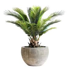 Cycas Revoluta, King Sagoo Palm Plant With Ceramic Pot