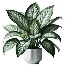 Dieffenbachia Amoena Silver Fresh Plant with Pot