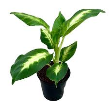Dieffenbachia Camille Natural Plant with Pot