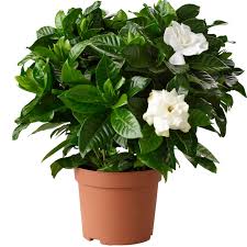 Double Chandni, Jasmine Beautiful Flower Plant – with Pot