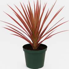 Dracaena Colorama Marginata Plant With Pot