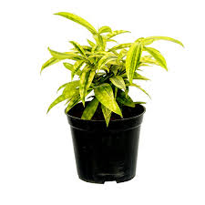 Dracaena Golden Milky Plant – With Pot