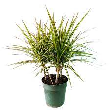 Dracaena Kiwi, Marginata (Golden) Plant With Pot