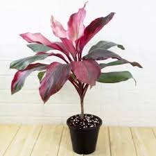 Dracaena Mahatma, Cordyline Terminalis Mahatma,Ti Plant – With Pot