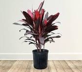 Dracaena Mysore Ruby, Dracaena Baby Doll Plant With Pot