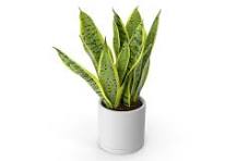 Dracaena Trifasciata(Good Luck) Plant with Pot