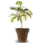 Dwarf Saplera Yellow leaves Plant with Pot