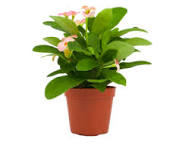 Euphorbia Pink Plant with Pot