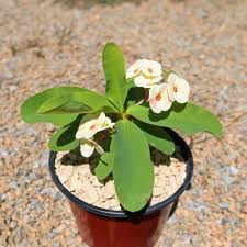 Euphorbia White Plant with Pot