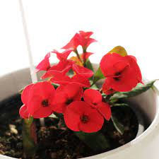 Euphorbia Red Plant with Pot