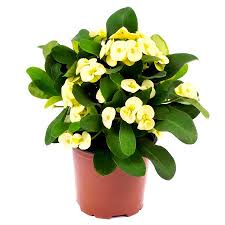 Euphorbia Yellow Plant with Pot