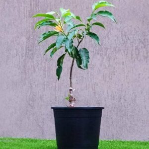Exotic Plant Magnolia Alba White Chemapak Champa Plant – with Pot