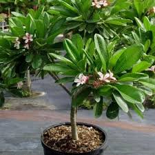 Magnolia Alba (White Chempaka/Champa) Plant – With Pot