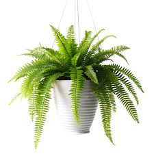 Fern(Golden) Hanging Baskets Plant