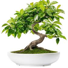 Ficus Bonsai Plant With Ceramic Pot