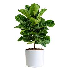 Ficus Lyrata Plant with Pot