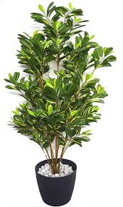 Ficus Pumila Plant with Pot