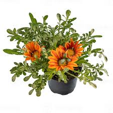 Gazania Orange Flower Plant – With Pot