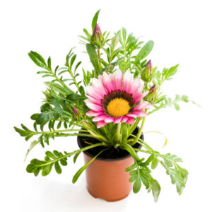 Gazania Pink-White Flower Plant – With Pot