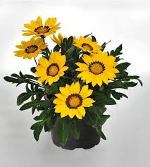 Gazania Yellow Flower Plant – With Pot
