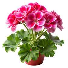 Geranium Pink Flower Plant With Pot