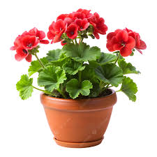 Geranium Red Flower Plant With Pot