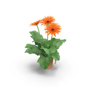 Gerbera Daisy Orange Flower Plant – With Pot