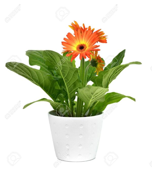 Gerbera Daisy Orange Flower Plant – With Pot - Image 2