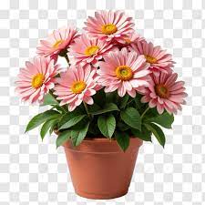 Gerbera Daisy Pink Flower Plant – With Pot
