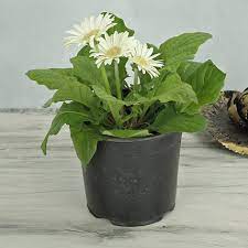 Gerbera Daisy White Flower Plant – With Pot