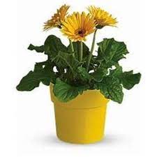 Gerbera Daisy Yellow Flower Plant – With Pot