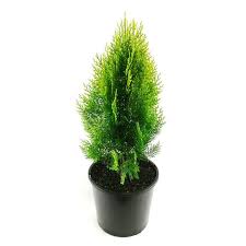 Golden Juniper Ornamental Plant With Pot