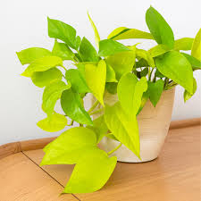Golden Money Plant with Pot