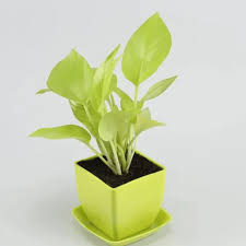 Golden Money Plant – With Square Plastic Pot