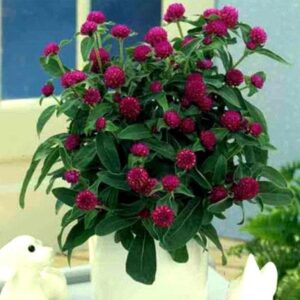 Gomphrena, Globe Amaranth Plant – with pot