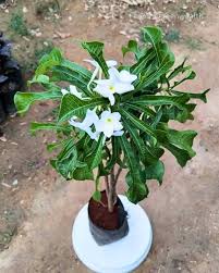 Good Luck Naag Champa, Plumeria Champa White Flower Plant with Pot