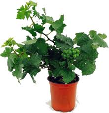 Grape, Angoor (Seedless) Plant With Pot